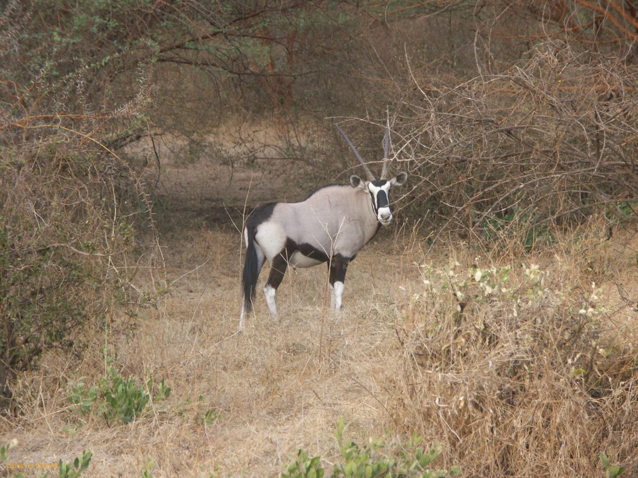 J 37 Réserve de Bandia oryx
