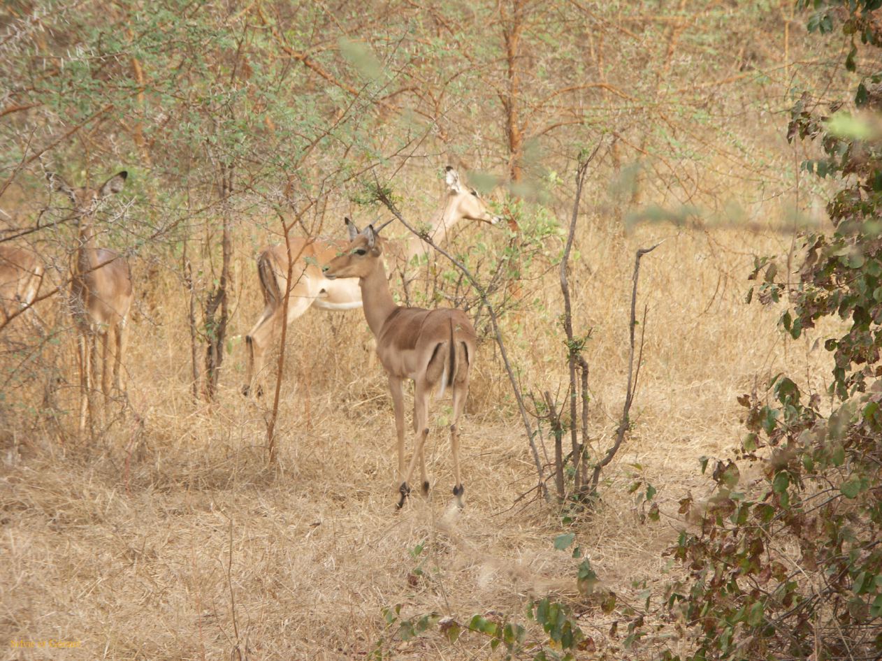J 39 Réserve de Bandia impalas