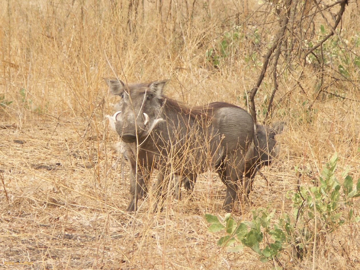 J 40 Réserve de Bandia phacochère