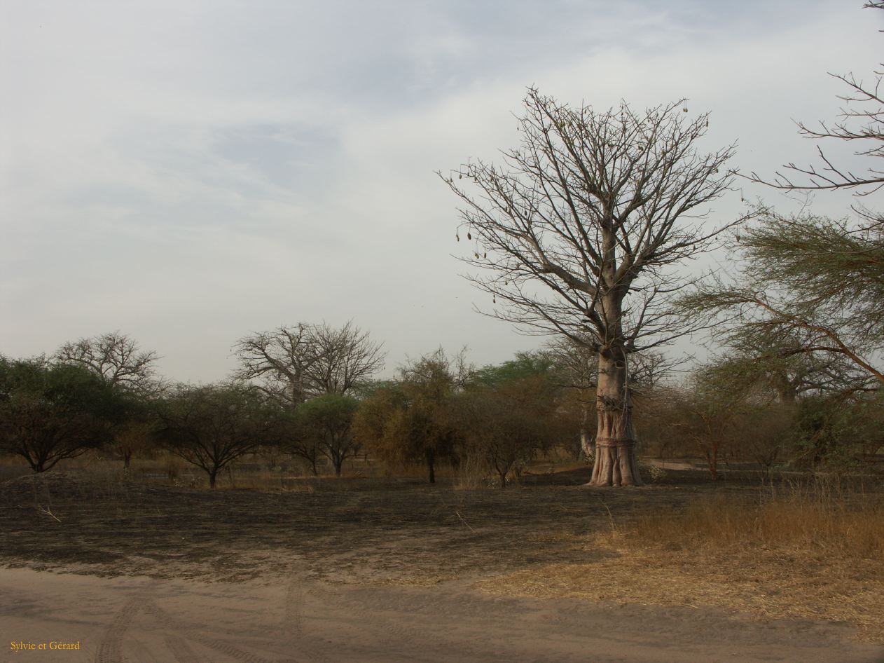 J 41 Réserve de Bandia