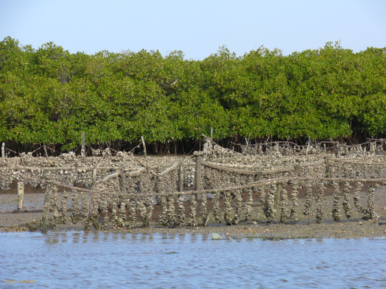 K 04 Joal Fadiout coquillages