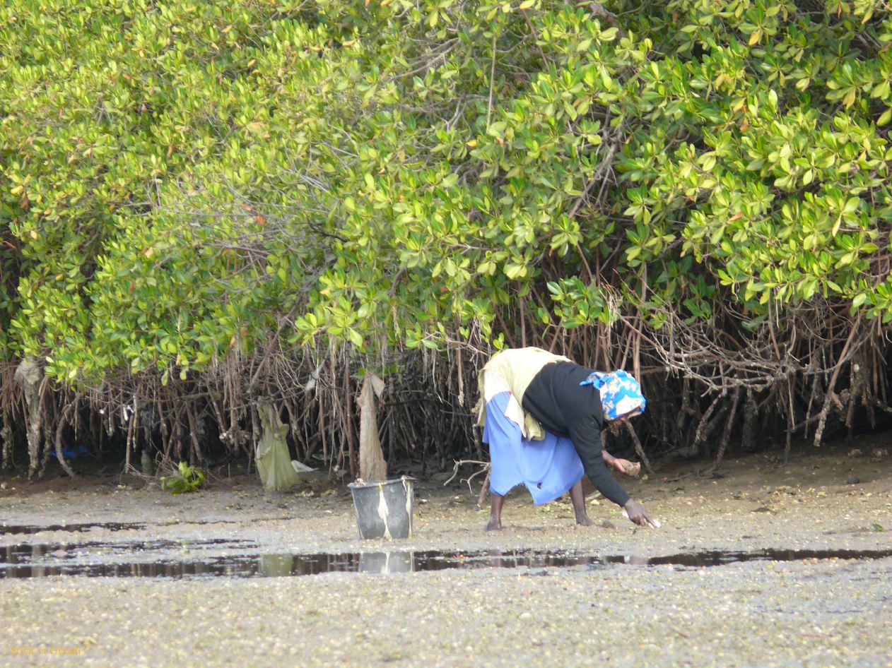 K 06 Joal Fadiout ramassage des coquillages