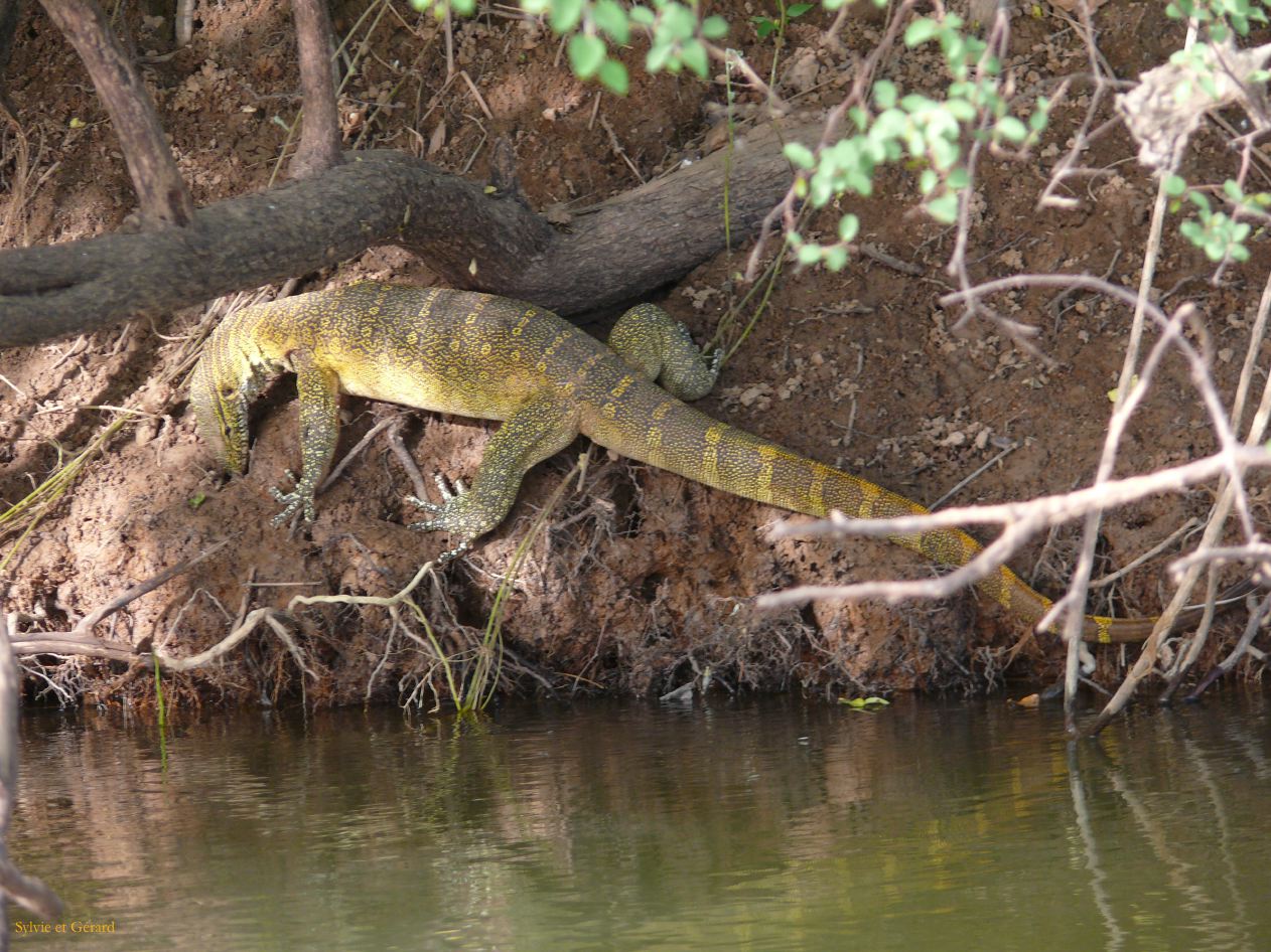 D 02 les berges de la Gambie