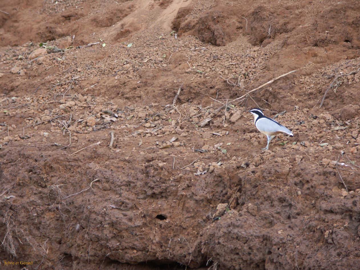 D05 sur les berges de la Gambie