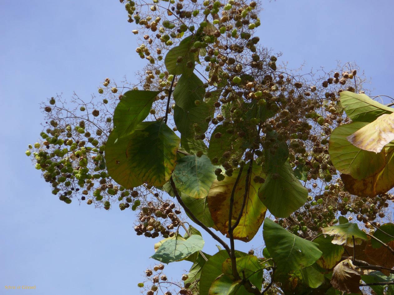 E 10 Tecks Niokolo Koba