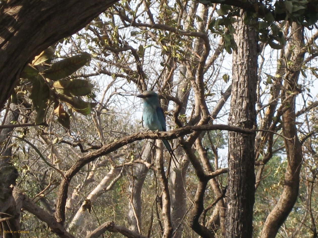 E 15 Niokolo Koba rollier d'Abassynie