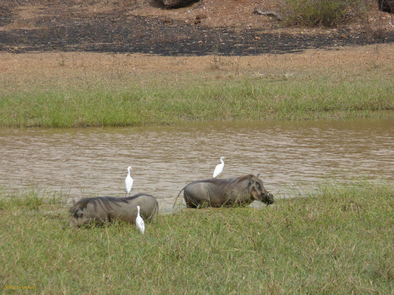 E 22 b phacochères Niokolo Koba