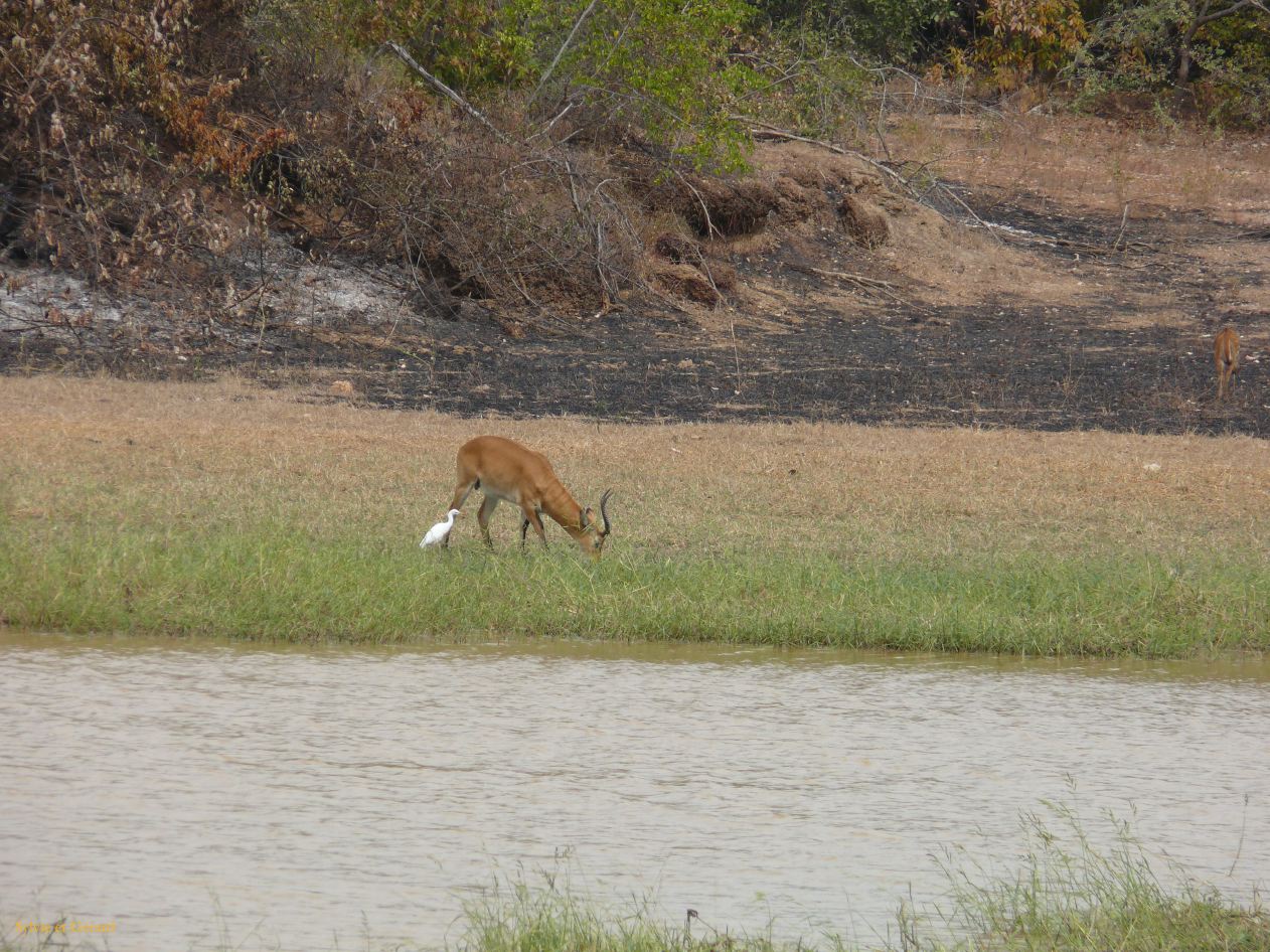 E 24 b Niokolo Koba impala