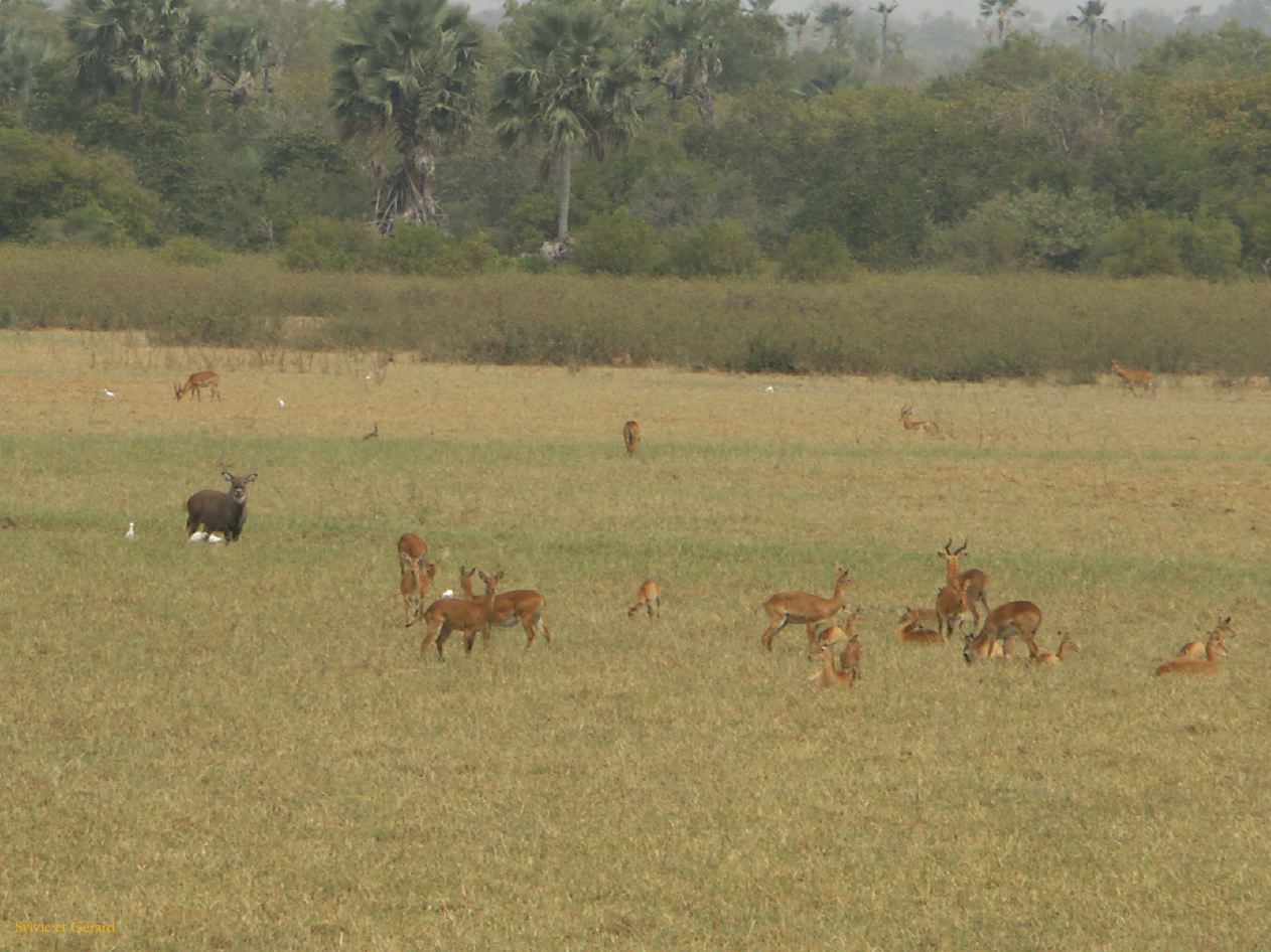 E 24 c Niokolo Koba impalas