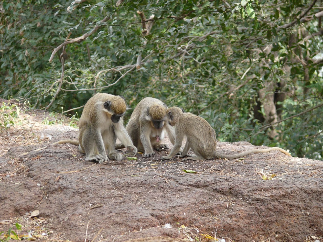 E 26 singes Niokolo Koba