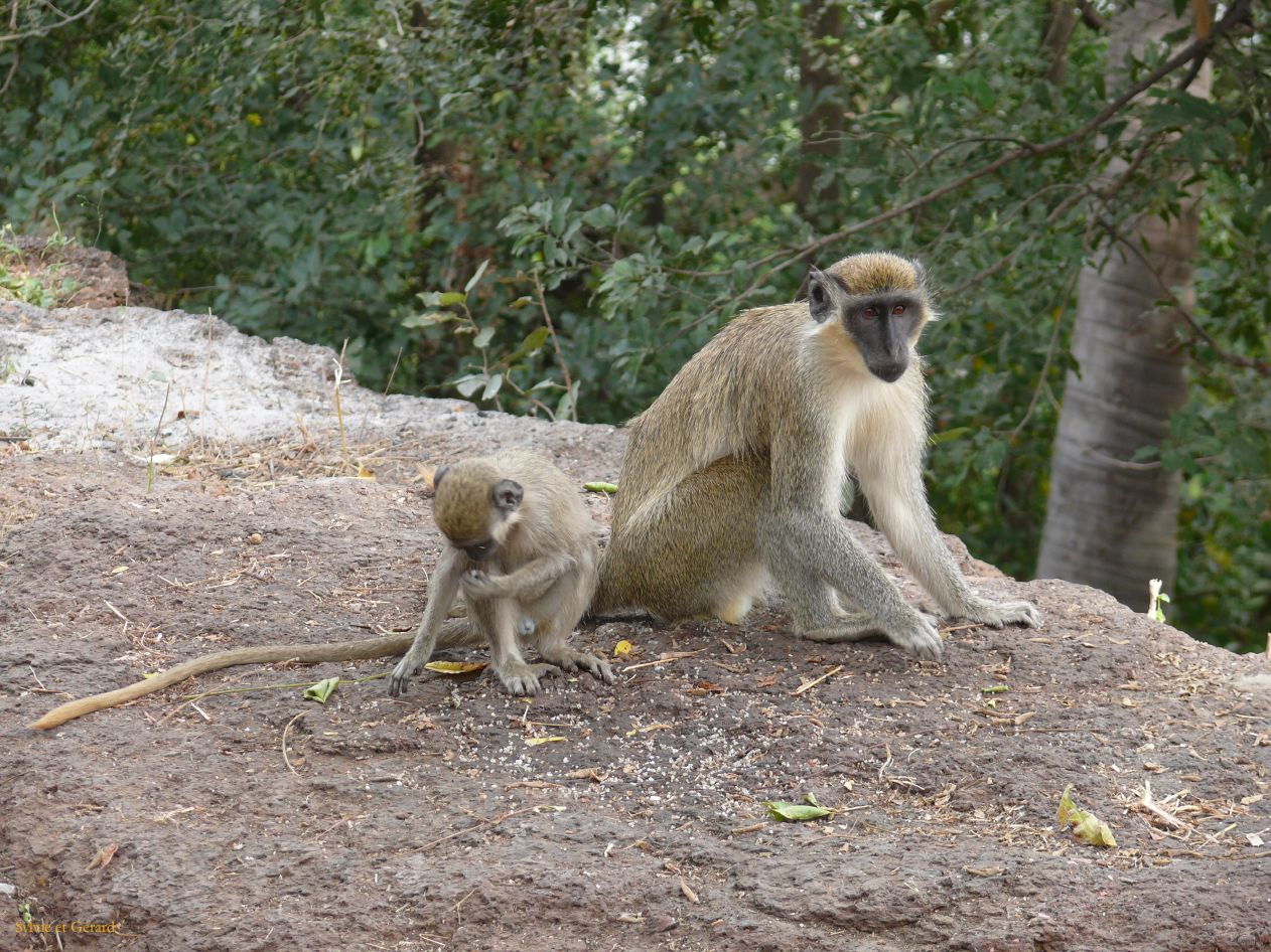 E 27 singes Niokolo Koba