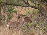 J 08 Réserve de Bandia impalas