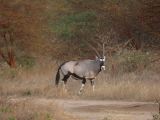 J 33 Réserve de Bandia oryx