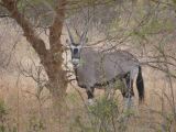 J 34 Réserve de Bandia oryx