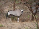 J 36 Réserve de Bandia oryx