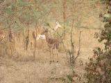J 39 Réserve de Bandia impalas