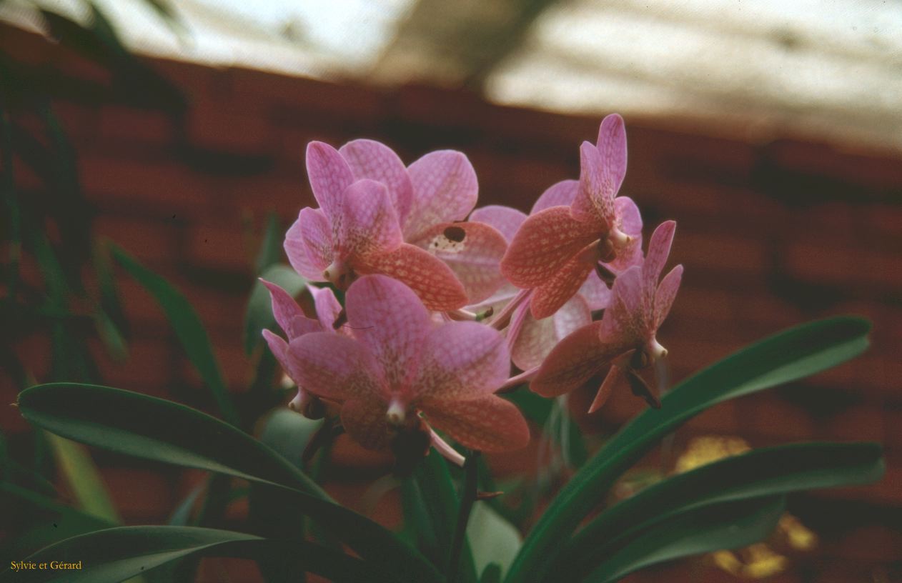 Sri Lanka 1990-119 orchidée