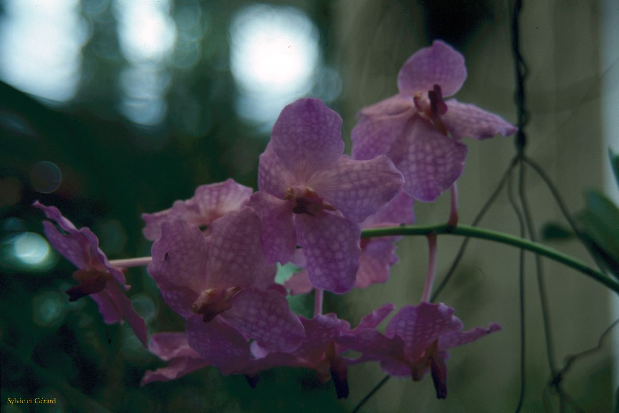 Sri Lanka 1990-120 orchidée