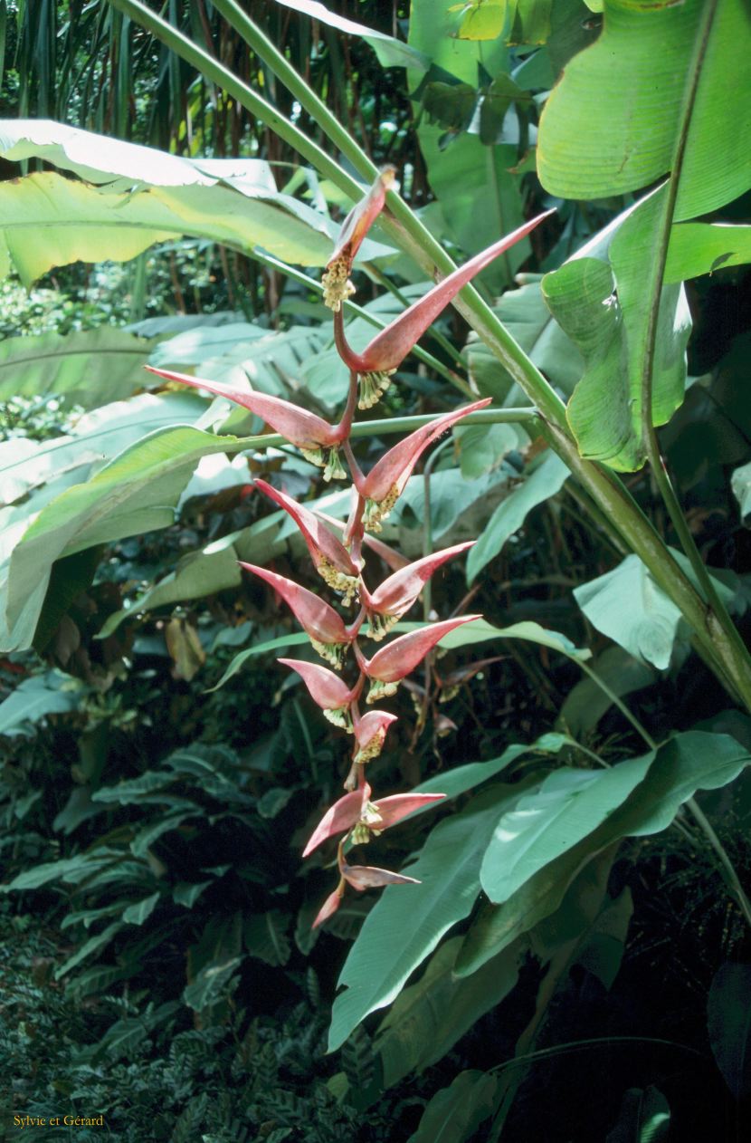 Sri Lanka 1990-128 fleur de bananier