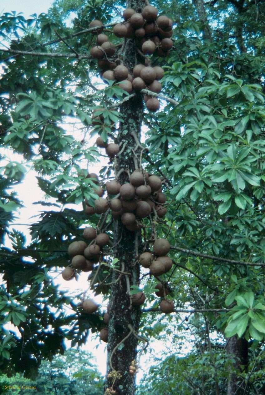 Sri Lanka 1990-131 canon ball tree