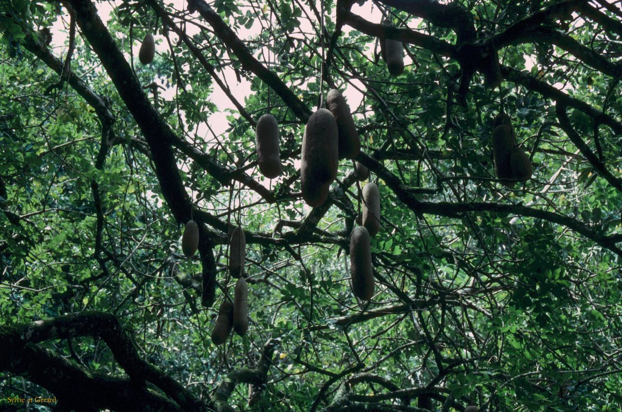 Sri Lanka 1990-133 arbre à saucisses