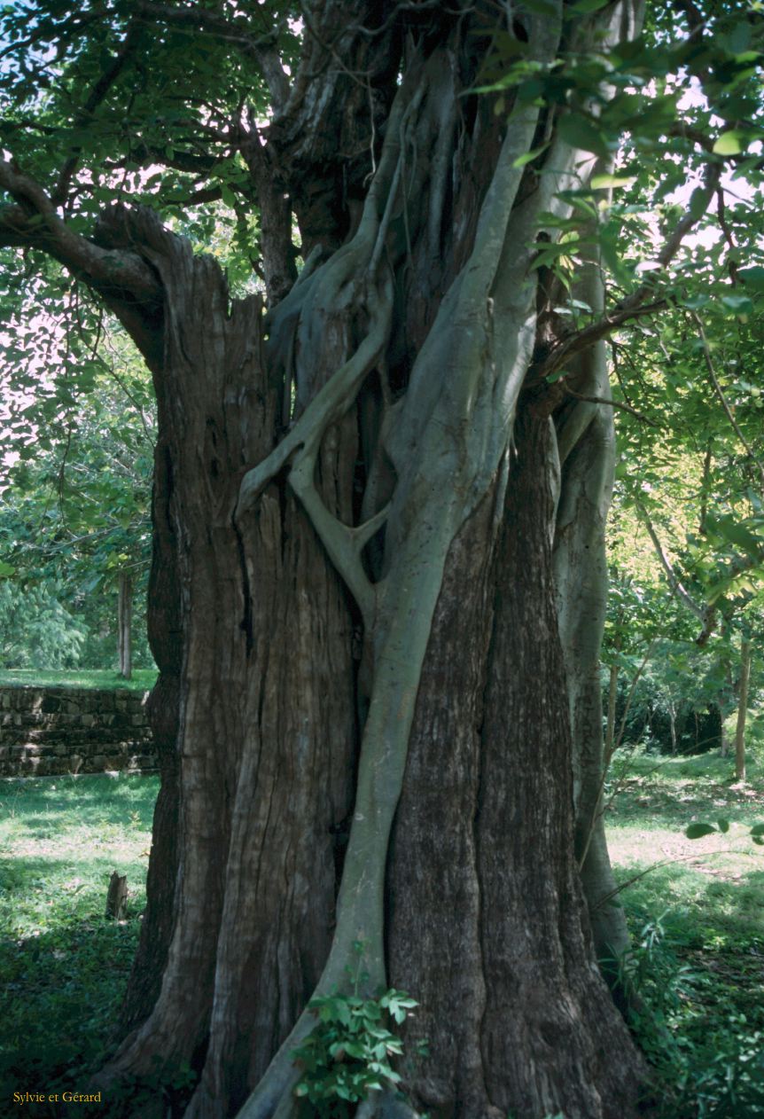 Sri Lanka 1990-134 arbre et son parasite