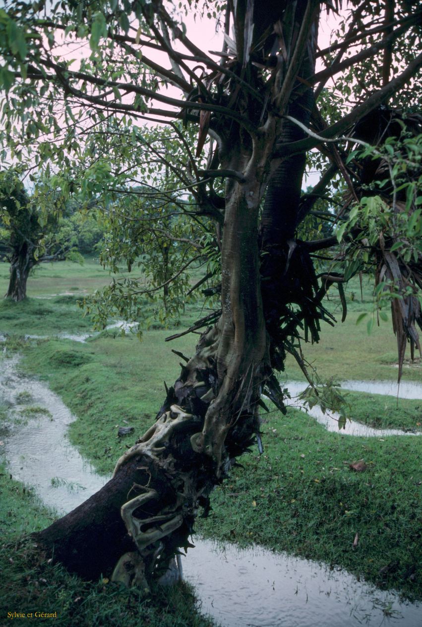 Sri Lanka 1990-136 arbre