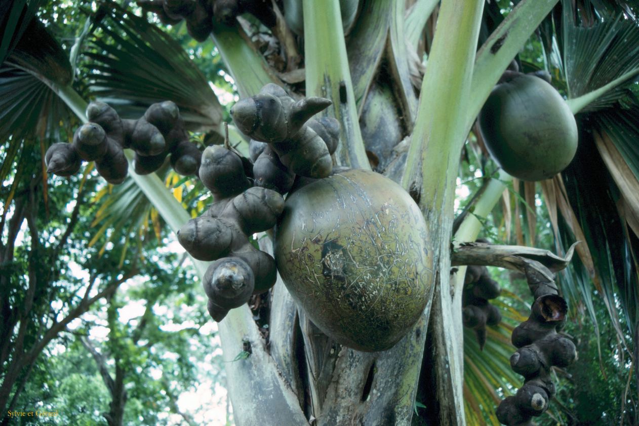 Sri Lanka 1990-137 noix de coco