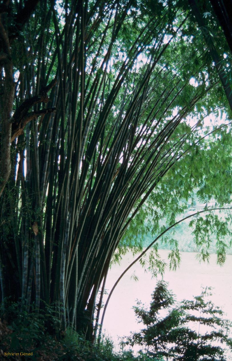 Sri Lanka 1990-138 bambou