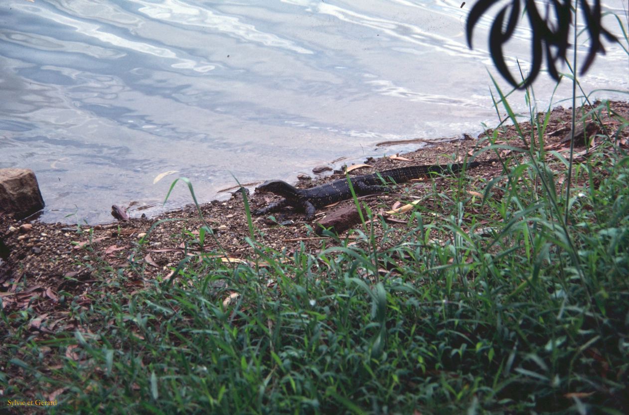Sri Lanka 1990-157 varan
