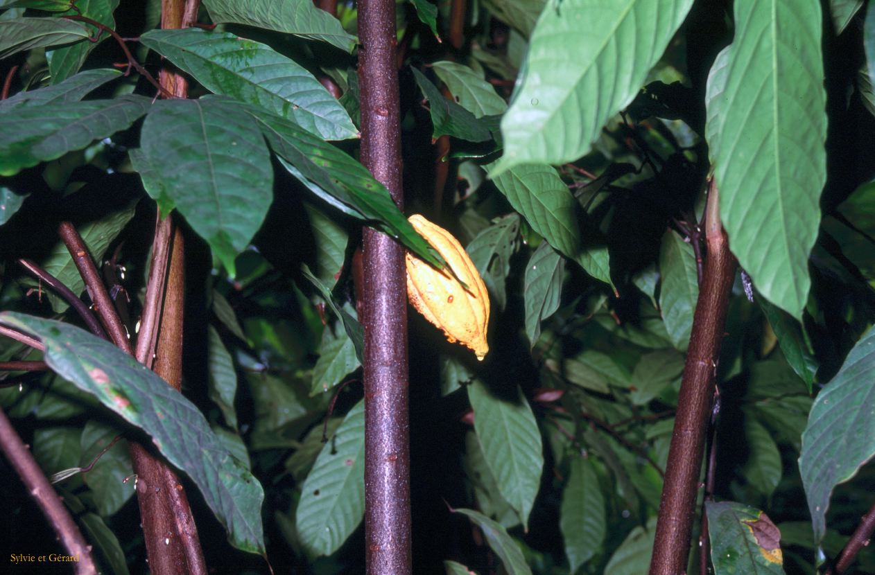 Sri Lanka 1990-237 cacao