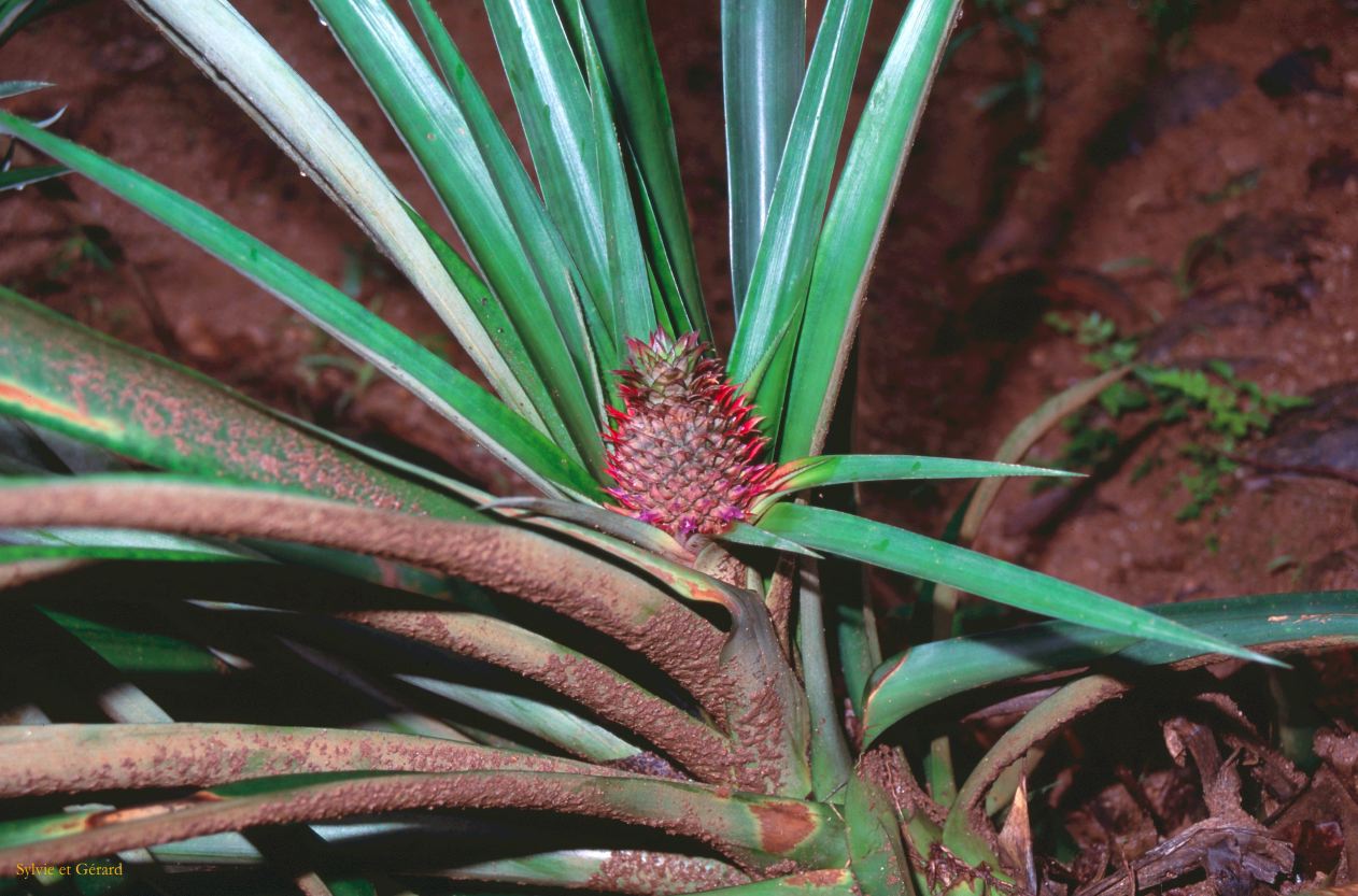 Sri Lanka 1990-238 ananas