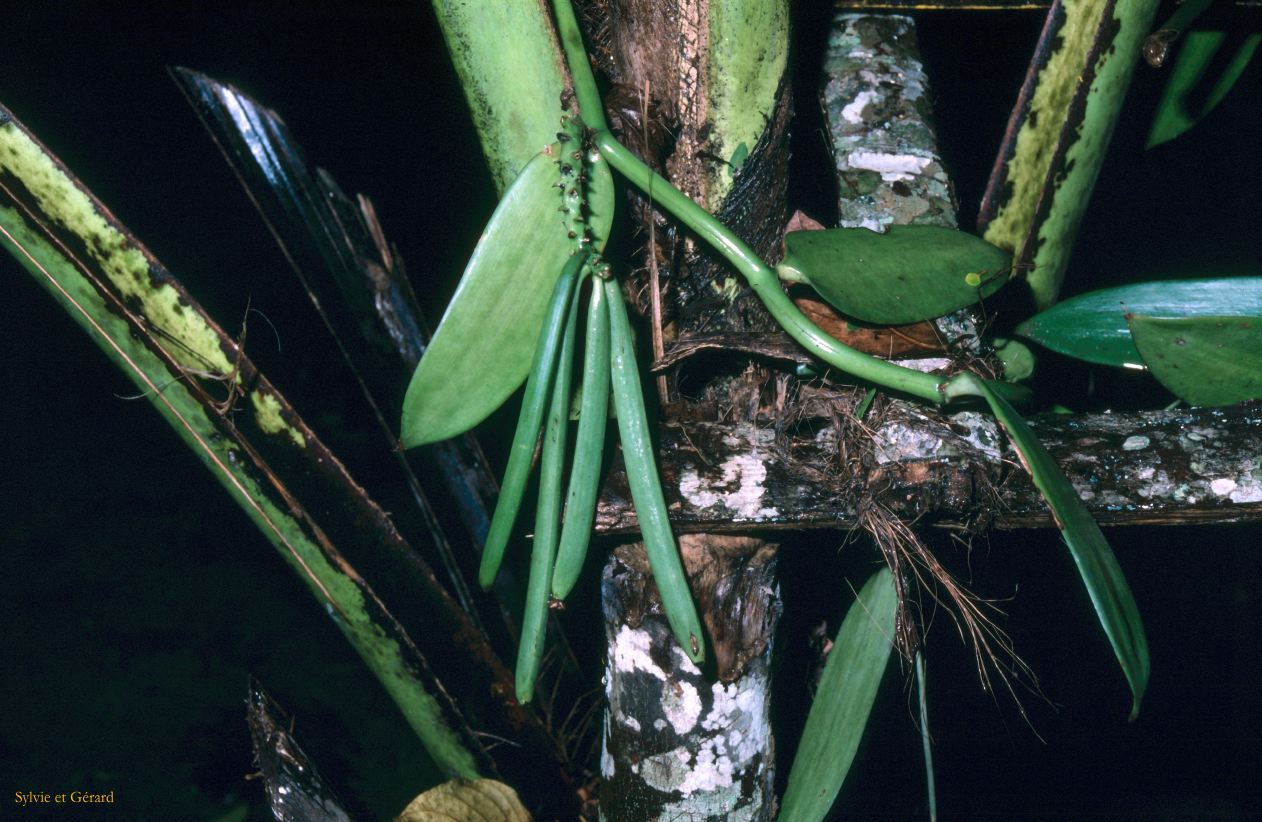 Sri Lanka 1990-239 vanille
