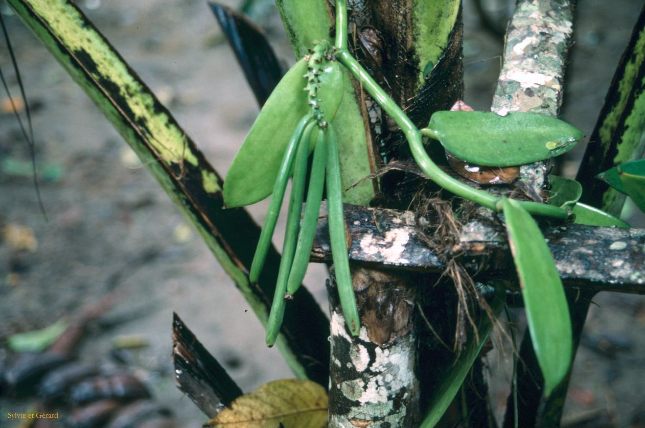 Sri Lanka 1990-240 vanille