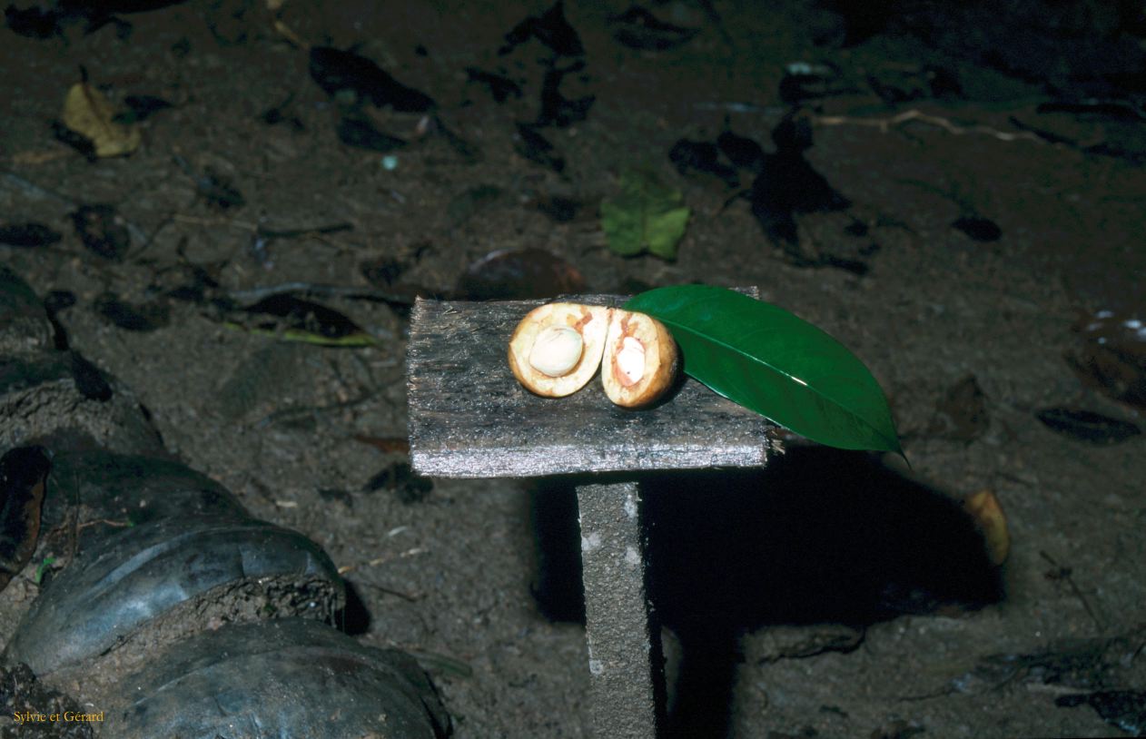 Sri Lanka 1990-241 muscade