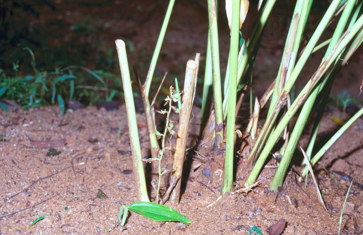 Sri Lanka 1990-242 cardamome