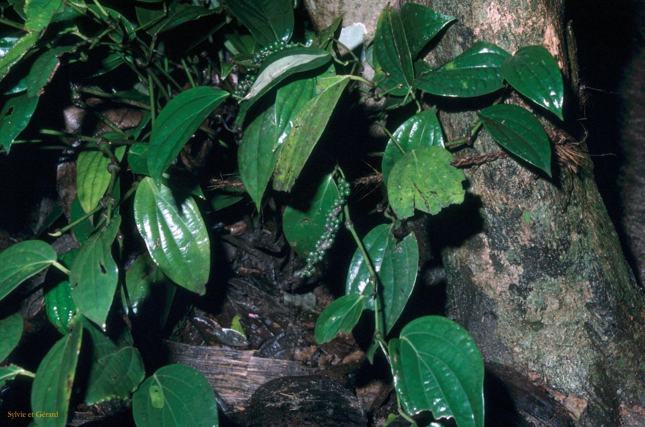 Sri Lanka 1990-243 poivre