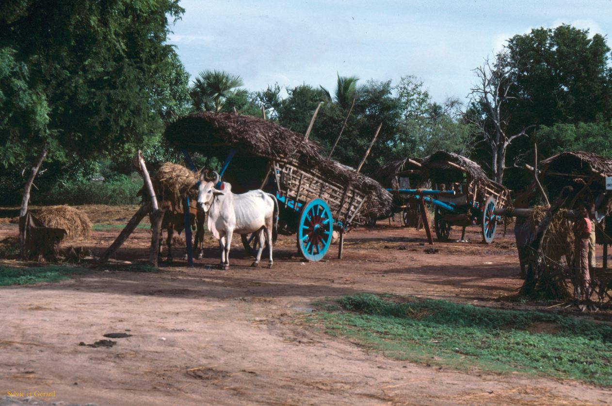 Sri Lanka 1990-244 charettes