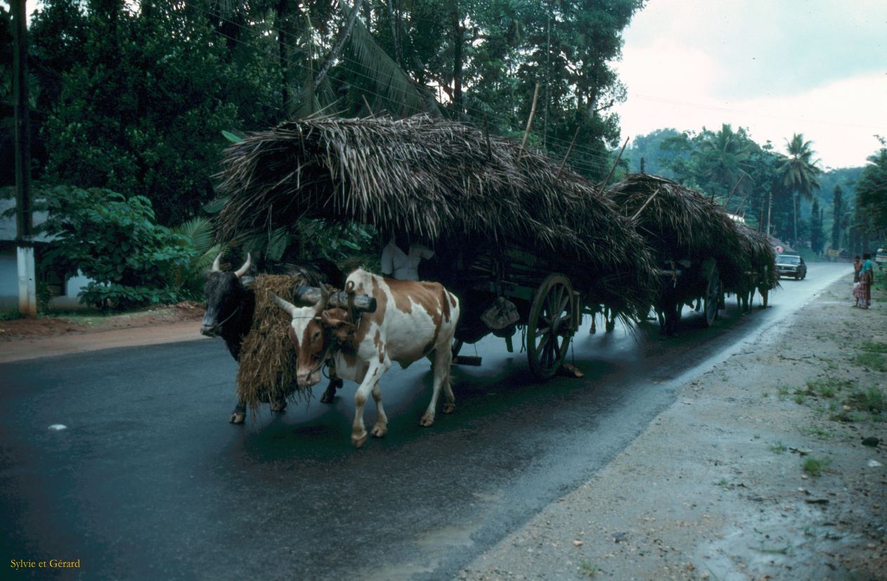 Sri Lanka 1990-245 charettes