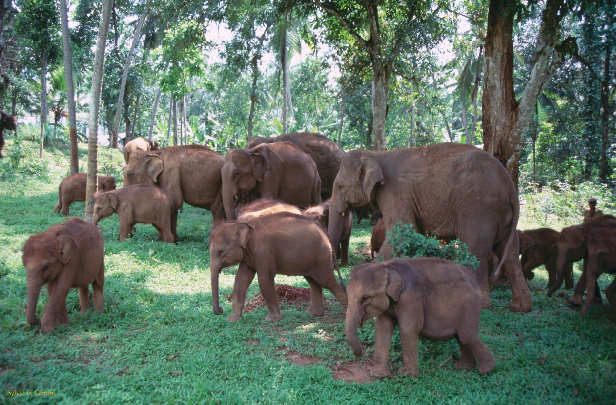 Sri Lanka 1990-248 Pinnawela orphelinat des éléphants