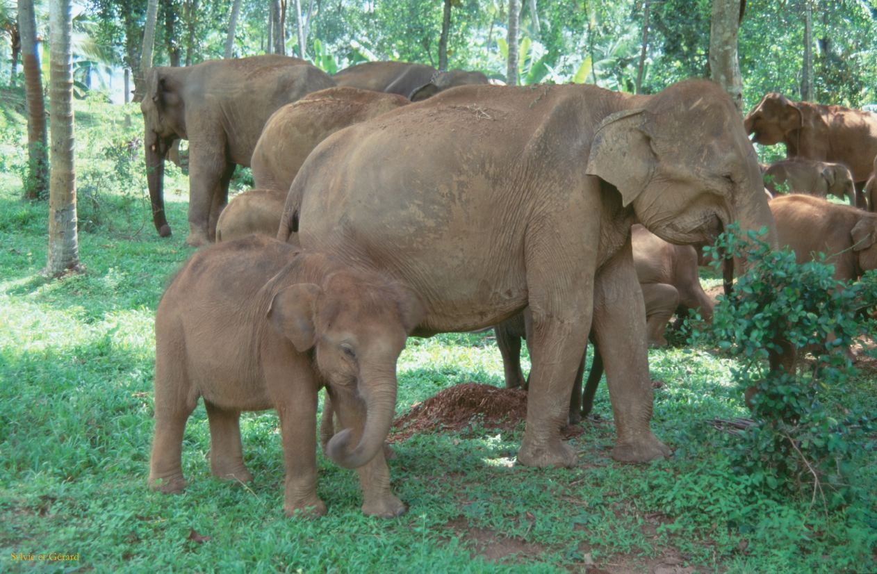 Sri Lanka 1990-249 éléphants