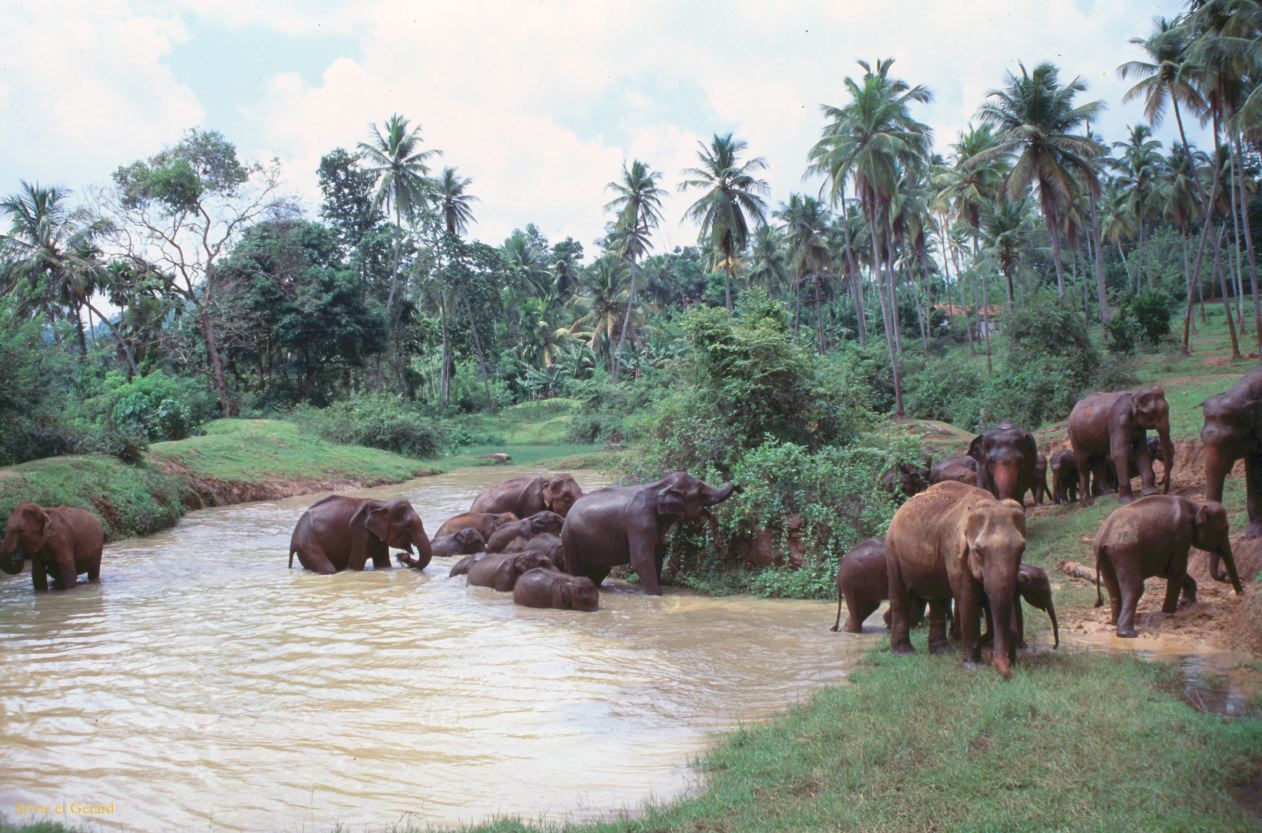 Sri Lanka 1990-251 éléphants