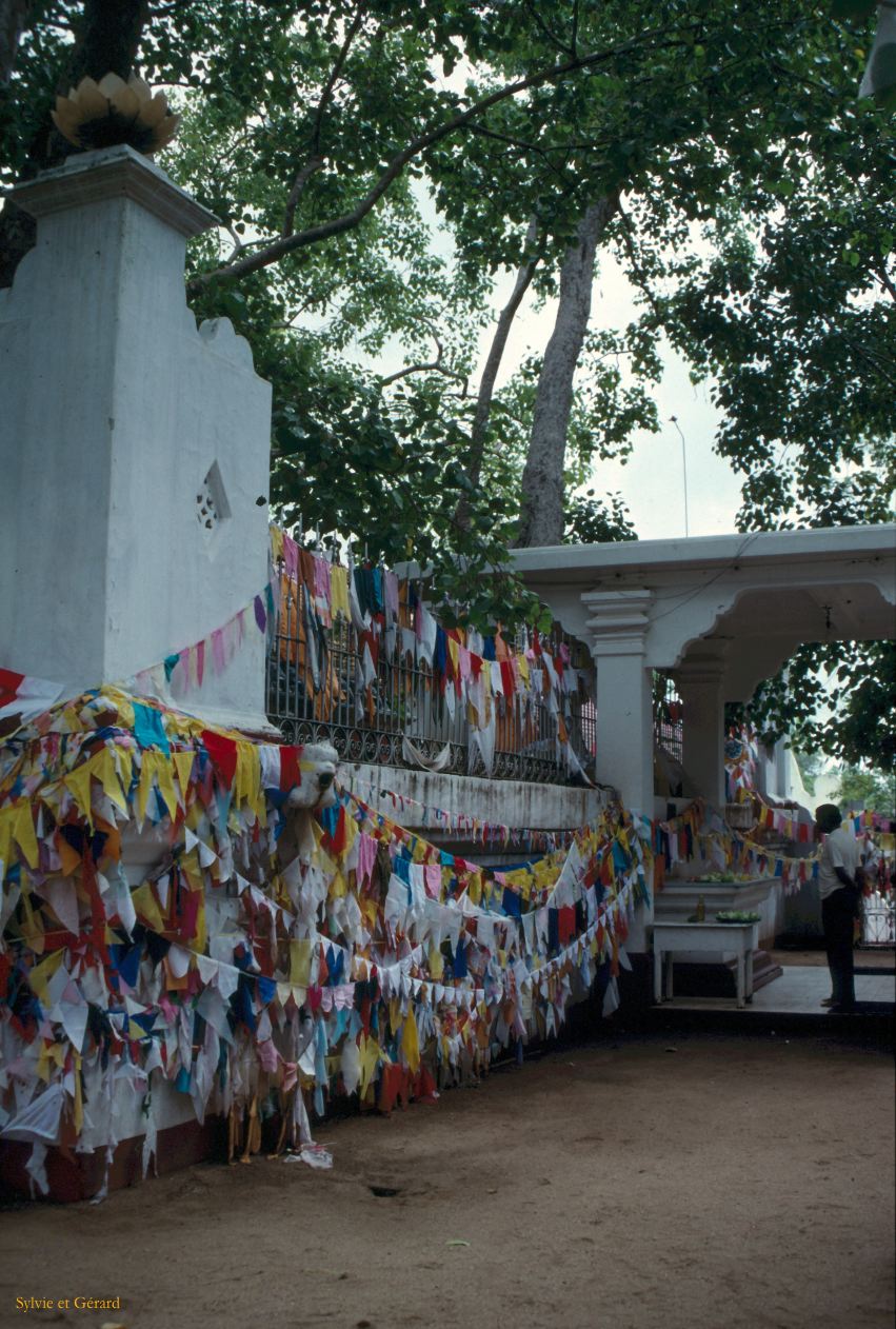 Sri Lanka 1990-258 Anuradhapura arbre bo