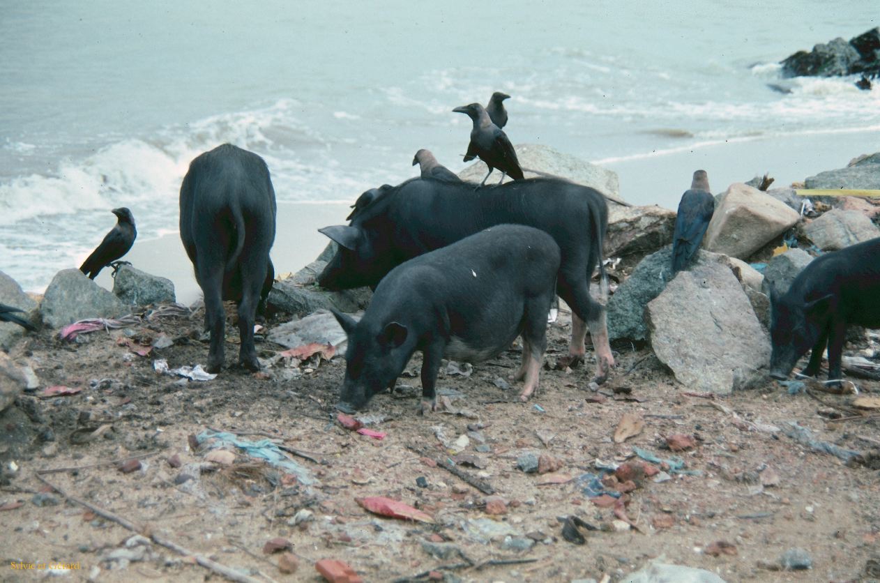 Sri Lanka 1990-270 cochons