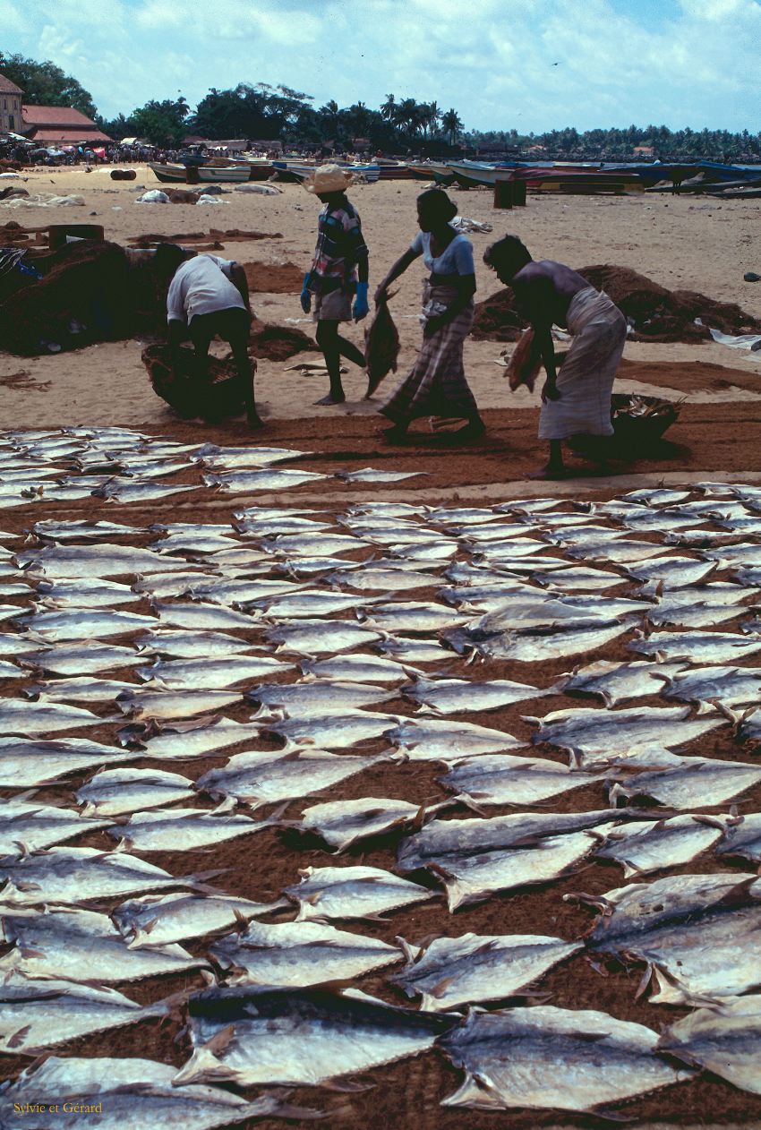 Sri Lanka 1990-271 poissons séchés