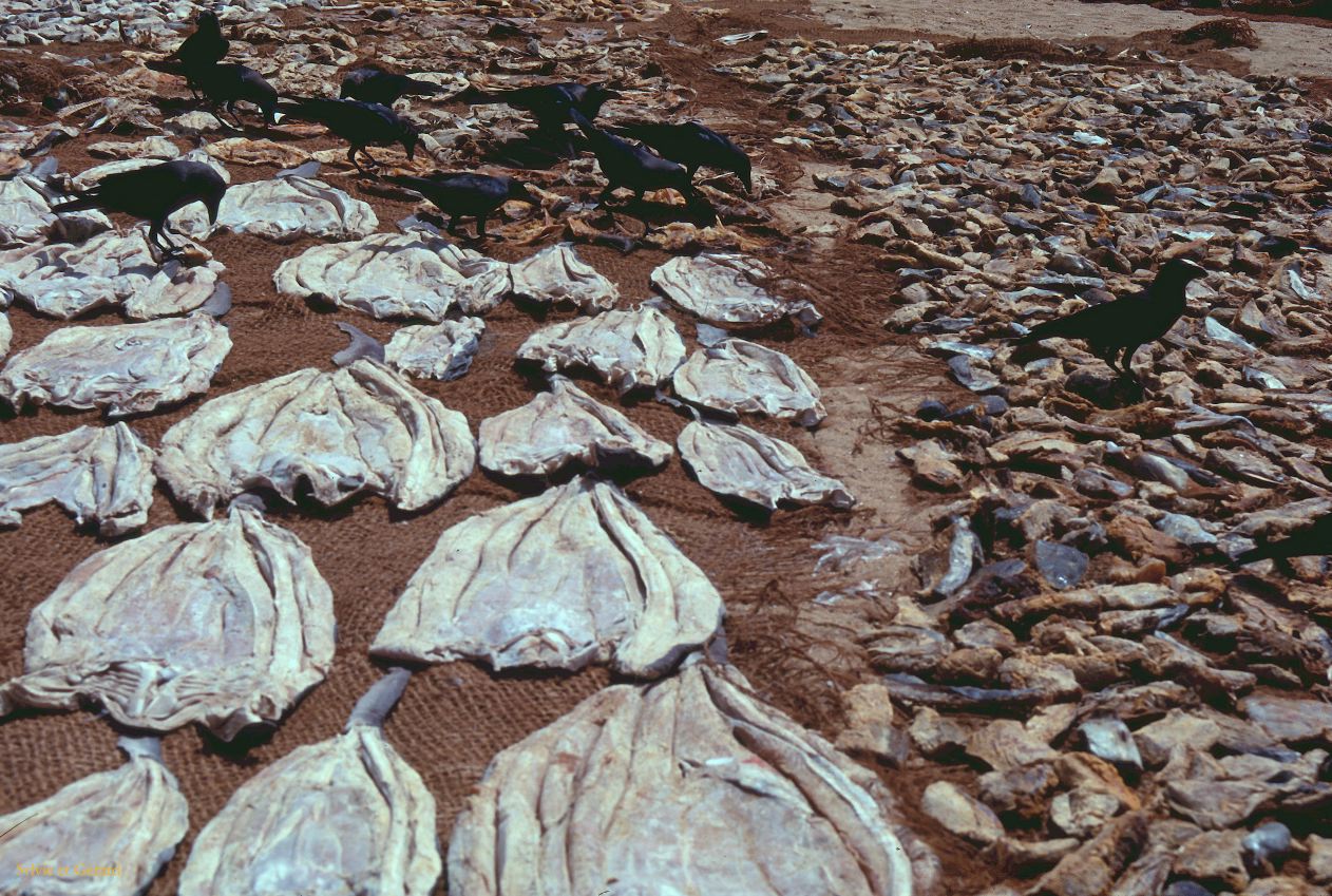Sri Lanka 1990-272 poissons séchés