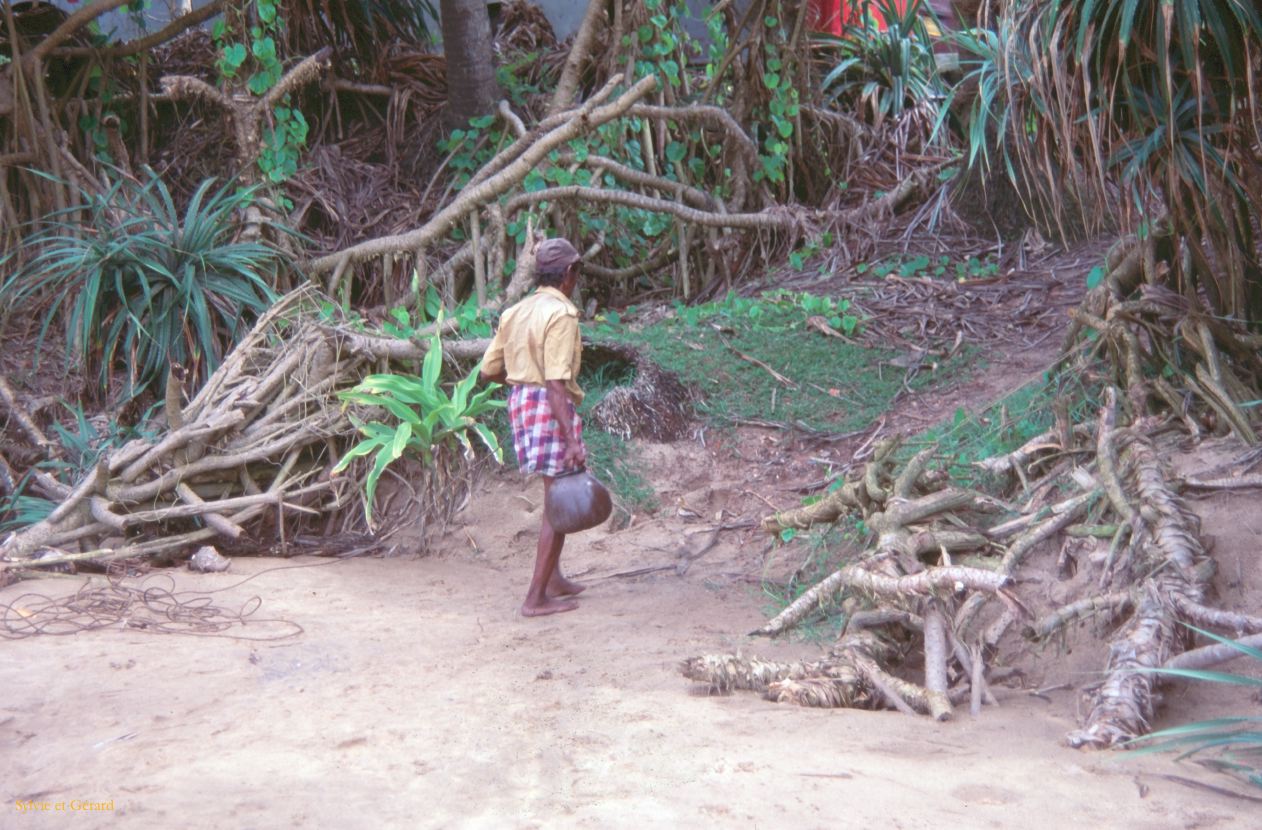 Sri Lanka 1990-047 récolte du toddy