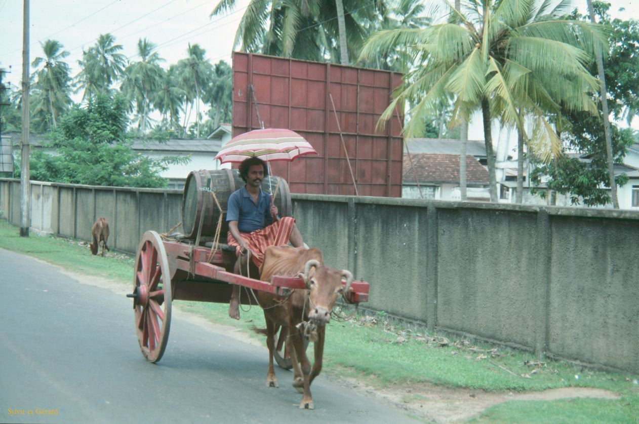 Sri Lanka 1990-048 transport du toddy en charette