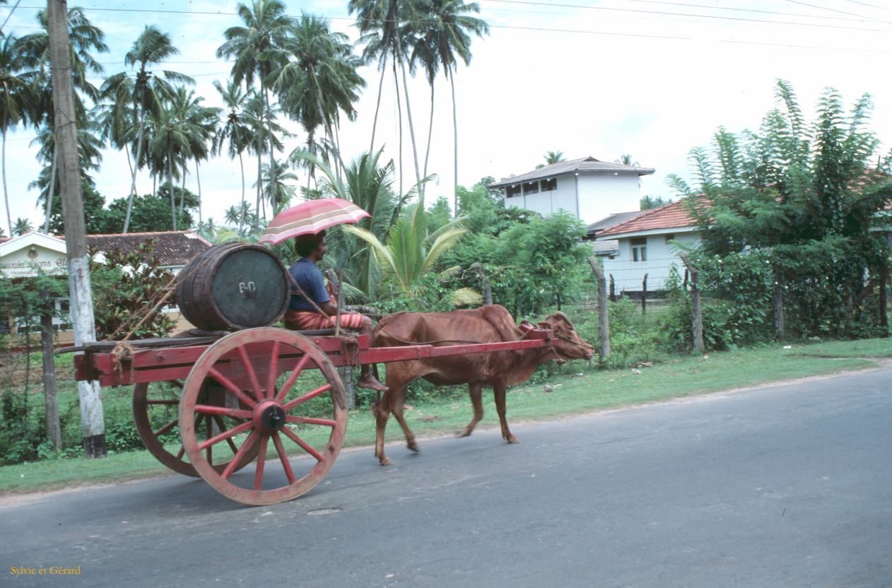 Sri Lanka 1990-049 transport du toddy en charette