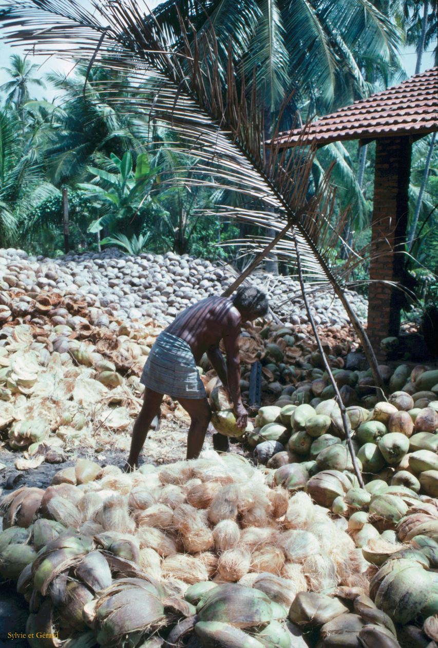 Sri Lanka 1990-050 casseur de noix de coco